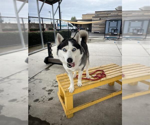 Medium Photo #4 Siberian Husky-Unknown Mix Puppy For Sale in Elk Grove, CA, USA