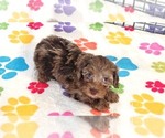 Small #11 Cockapoo (Toy)-Poodle (Toy) Mix