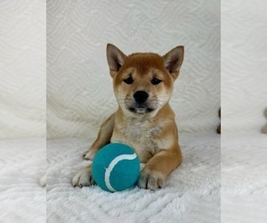 Shiba Inu Puppy for sale in GREENFIELD, IN, USA