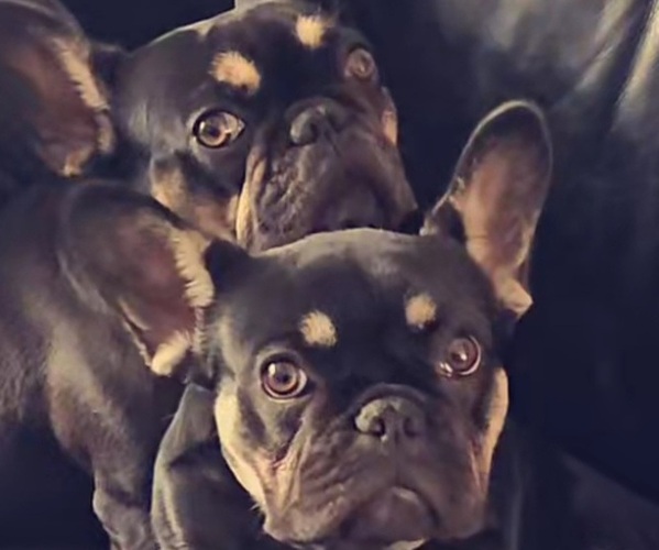 Medium Photo #1 French Bulldog Puppy For Sale in FENTON, MO, USA
