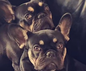 French Bulldog Litter for sale in FENTON, MO, USA