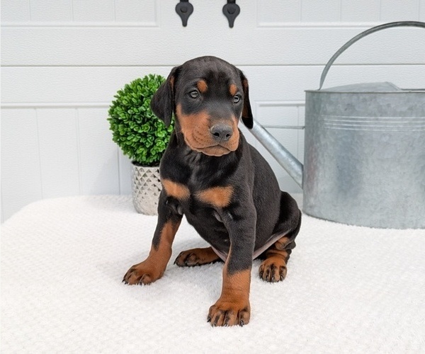 Medium Photo #2 Doberman Pinscher Puppy For Sale in GOSHEN, IN, USA