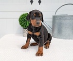 Small Photo #30 Doberman Pinscher Puppy For Sale in GOSHEN, IN, USA