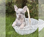 Small #3 French Bulldog
