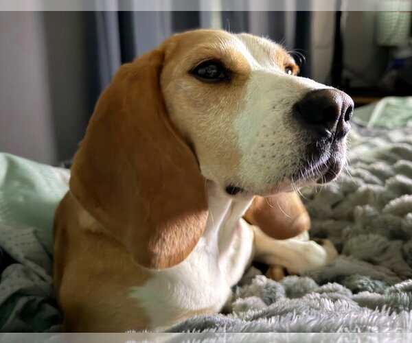 Medium Photo #2 Beagle Puppy For Sale in Dunnellon, FL, USA