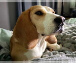 Small #1 Beagle