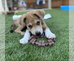 Small #5 Golden Pyrenees