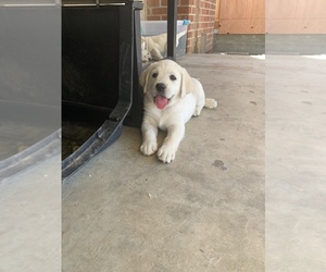 Labrador Retriever Puppy for sale in WHITTIER, CA, USA