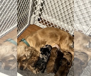 Mother of the Cocker Spaniel puppies born on 02/05/2024