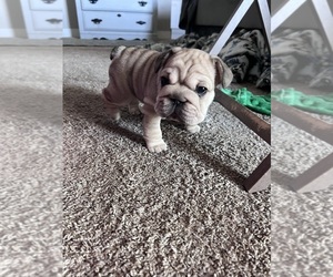 French Bulldog Puppy for sale in PHOENIX, AZ, USA