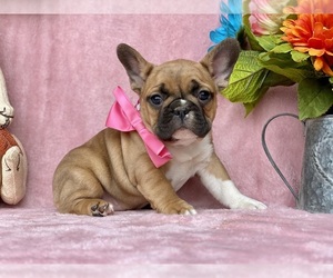 French Bulldog Puppy for sale in LANCASTER, PA, USA