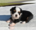Small #5 Auss-Tzu