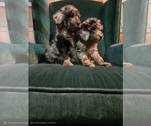 Poodle (Standard) Puppy for sale in SPARTANBURG, SC, USA