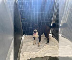 Akita-Unknown Mix Dogs for adoption in Woodland, CA, USA