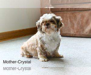 Mother of the Shih-Poo puppies born on 04/05/2025