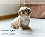 Small Photo #1 Shih-Poo Puppy For Sale in MILLERSBURG, OH, USA