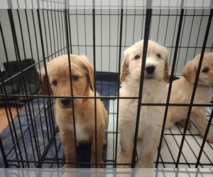 Goldendoodle Puppy for sale in RUNAWAY BAY, TX, USA