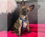 Small Photo #1 French Bulldog-Unknown Mix Puppy For Sale in Tampa, FL, USA