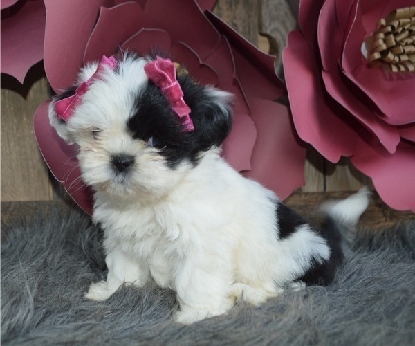 Medium Photo #5 Shih Tzu Puppy For Sale in HONEY BROOK, PA, USA