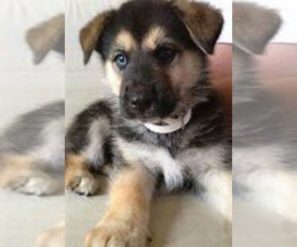 Medium Photo #1 German Shepherd Dog Puppy For Sale in CHICAGO, IL, USA