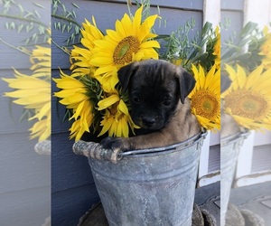American Lo-Sze Pugg-Jack Russell Terrier Mix Puppy for sale in GRAND JCT, CO, USA