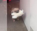 BLU - Male Shih Tzu-Unknown Mix Dog for Adoption - Small photo