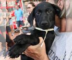 Small #7 Labrador Retriever Mix