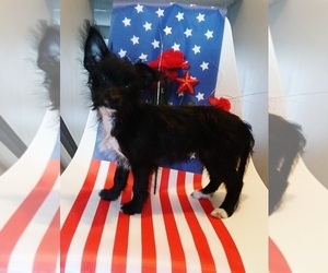 Poodle (Toy)-Yorkshire Terrier Mix Puppy for Sale in BURLINGTON, Massachusetts USA
