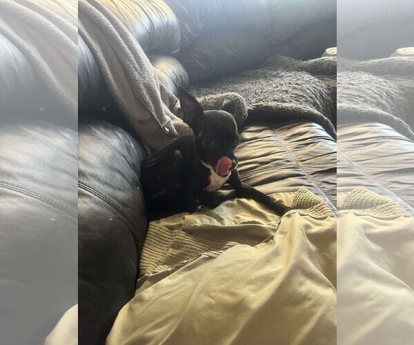 Medium Photo #2 Chihuahua-Unknown Mix Puppy For Sale in Chandler, AZ, USA