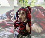 Small #21 Staffordshire Bull Terrier Mix
