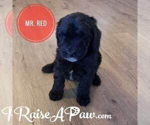 Schnoodle (Giant) Puppy for sale in OVERGAARD, AZ, USA