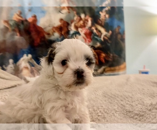Medium Photo #17 Zuchon Puppy For Sale in GALENA, NV, USA