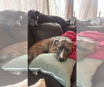 Small #4 American Pit Bull Terrier Mix