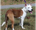 Small #3 Mutt