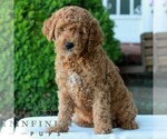 Image preview for Ad Listing. Nickname: Larry