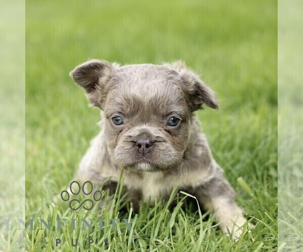 Medium Photo #6 French Bulldog Puppy For Sale in GORDONVILLE, PA, USA