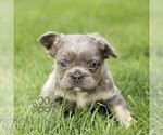 Small #5 French Bulldog
