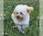 Philip Cheese S - Male Poodle (Toy) Puppy for Sale - Photo #14