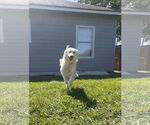 Small #9 Great Pyrenees