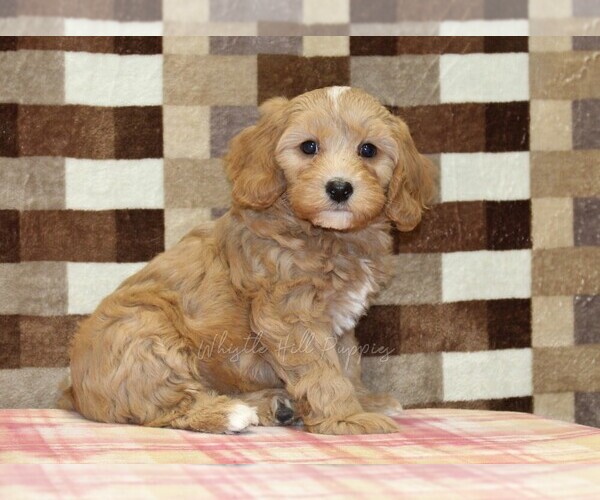 Medium Photo #1 Bernedoodle (Miniature)-Cavapoo (Miniature) Mix Puppy For Sale in DENVER, PA, USA