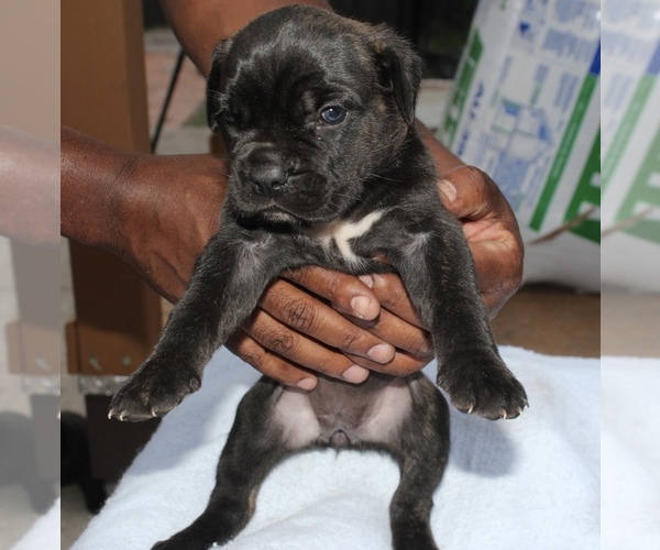 Medium Photo #3 Cane Corso Puppy For Sale in MIAMI GARDENS, FL, USA