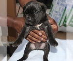 Small Photo #3 Cane Corso Puppy For Sale in MIAMI GARDENS, FL, USA