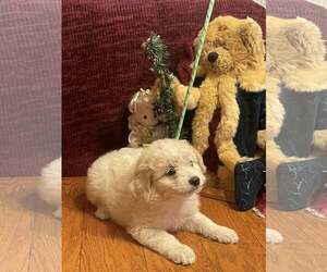 Pomeranian Dogs for adoption in HOPKINSVILLE/PRINCETON, KY, NH, USA