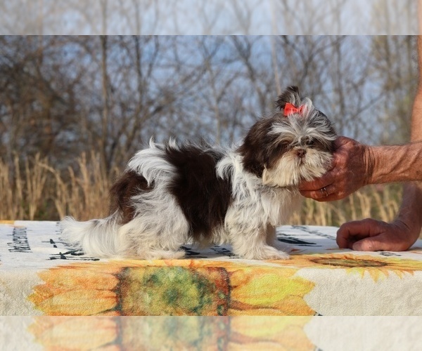 Medium Photo #14 Shih Tzu Puppy For Sale in DYERSBURG, TN, USA
