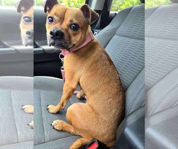 Medium Photo #6 Buggs Puppy For Sale in Garner, NC, USA