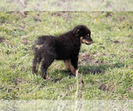 Small #2 Australian Shepherd