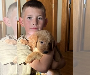 Golden Retriever Puppy for sale in WILMONT, MN, USA