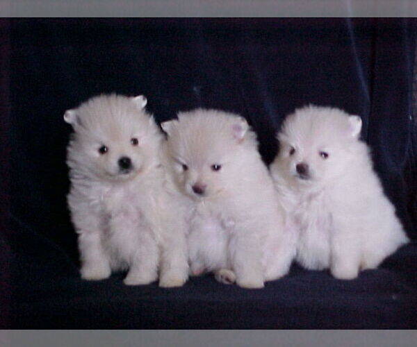 Medium Photo #1 Pomeranian Puppy For Sale in APPLE VALLEY, CA, USA