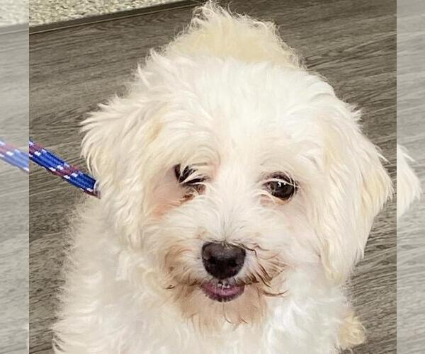 Medium Photo #2 Bichon Frise Puppy For Sale in Westminster, MD, USA