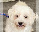 Small Photo #2 Bichon Frise Puppy For Sale in Westminster, MD, USA